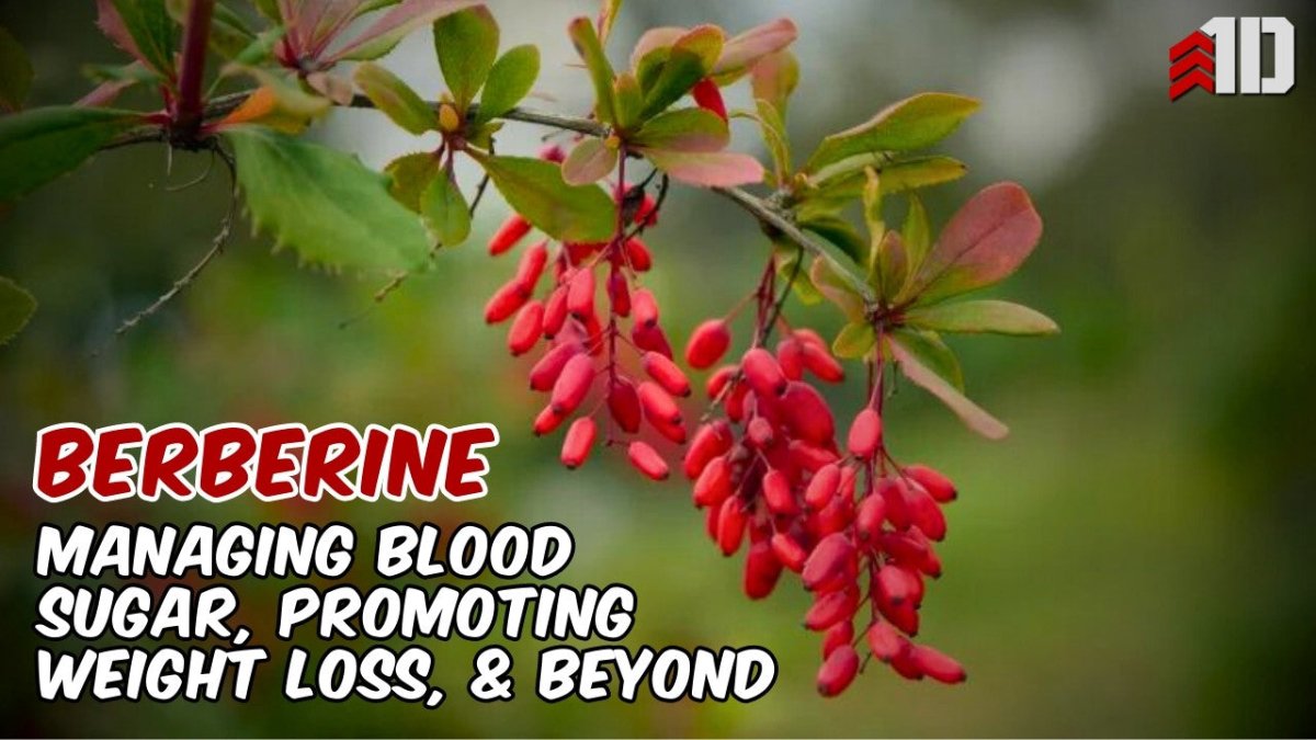 Berberine: Managing Blood Sugar, Promoting Weight Loss, & Beyond - 1st Detachment