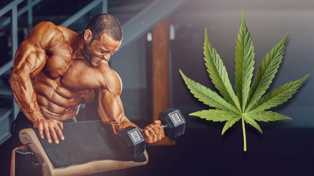 Bodybuilding and Cannabis (THC) Use - What You Should Know - 1st Detachment