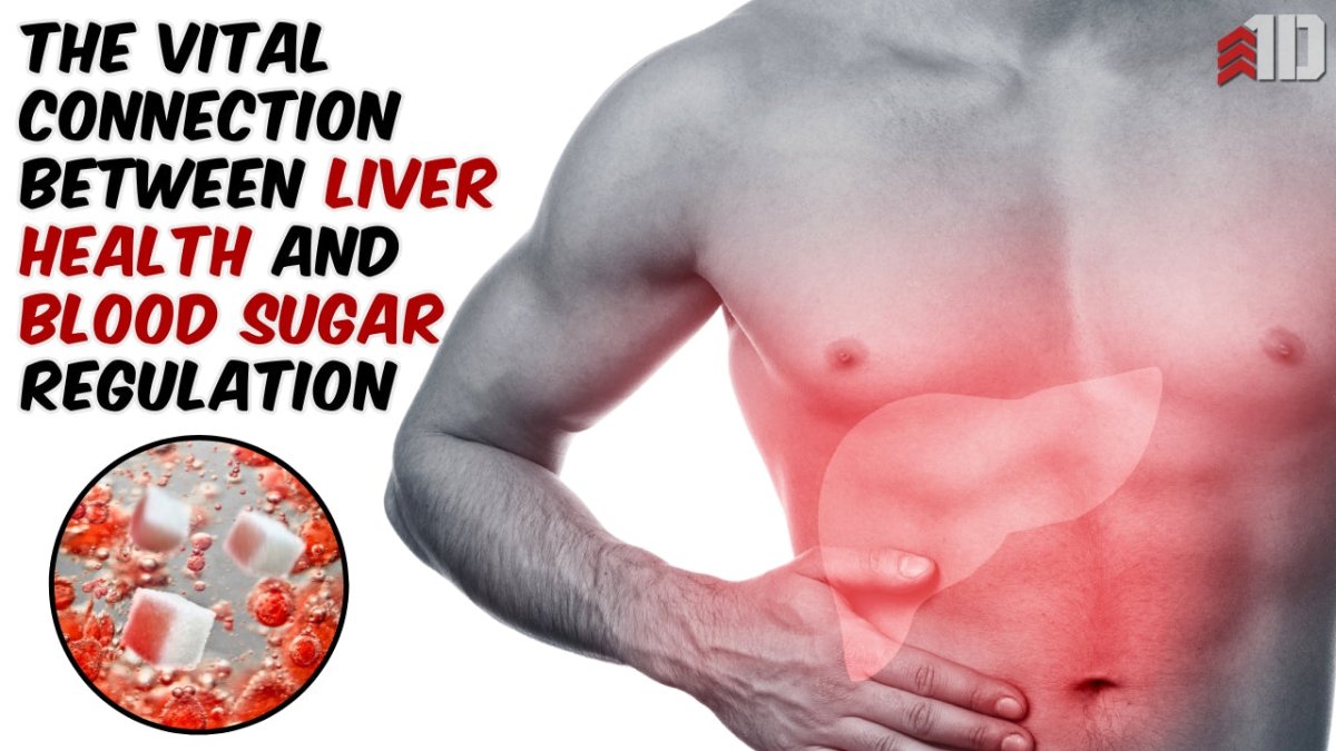 The Vital Connection Between Liver Health and Blood Sugar Regulation for Bodybuilders and Athletes - 1st Detachment